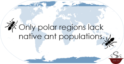 Areas lacking in ant populations