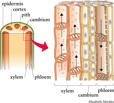 Xylem 