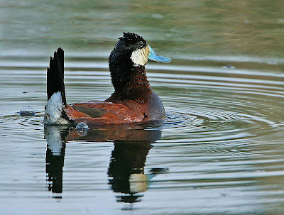 beautiful ducks, beautiful ducks latest hd wallpapers, LATEST HD WALLPAPERS OF BEAUTIFUL DUCKS, wallpapers for desktop, wallpapers, background computer wallpaper, hd wallpapers, 