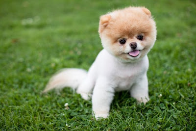 Meet Boo the Cutest Pomeranian Dog Seen On www.coolpicturegallery.us