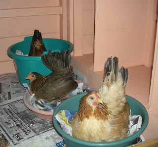 broody bantam hens, La Ceiba, Honduras