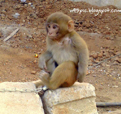 monkey,little monkey,monkey pictures,monkey picture in n95,n95 pictures