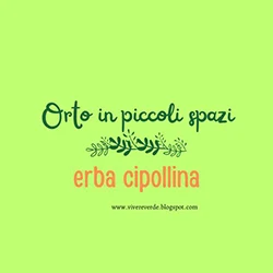 Erba cipollina: una pianta facile da coltivare e adatta agli orti in vaso e ai piccoli spazi.