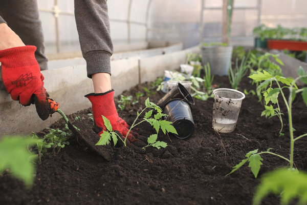 gardening, homestead gardening, homestead gardening tips, what is homestead gardening, homestead gardening benefits