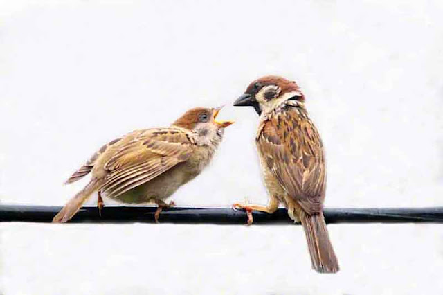  birds, Tree Sparrow, Okinawa, Suzume, wildlife