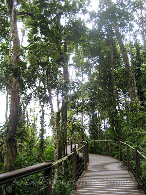 庫蘭達, 雨林, Kuranda, rainforest