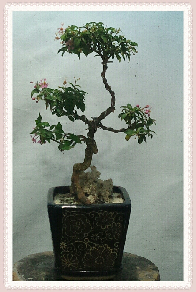 TIPS DAN CARA PRAKTIS MEMBUAT BONSAI MAME - CentralBonsai 