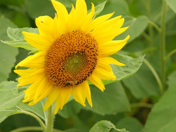 Bunga Matahari Evening Sun - AYO BELAJAR MENGGAMBAR DAN MEWARNAI BUNGA MATAHARI (LEARN ... - Karakteristik khas bunga matahari jenis giant sun gold adalah bentuk bunganya.
