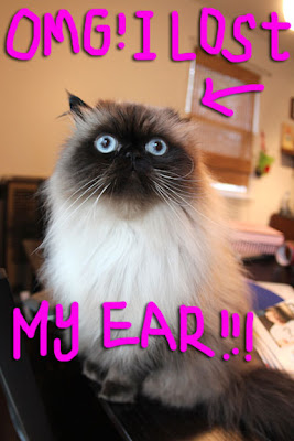 cat-lost-ears01