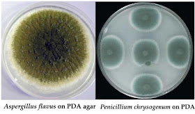 Potato Dextrose Agar (PDA)