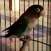 3 Burung Lovebird Juara Asal Bekasi Utara