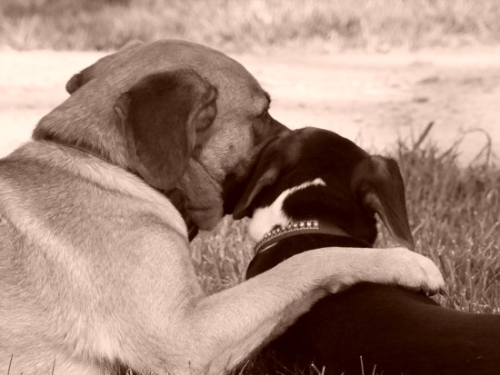 Explore these Friendship Day Pets Wallpapers to best display the friendship 