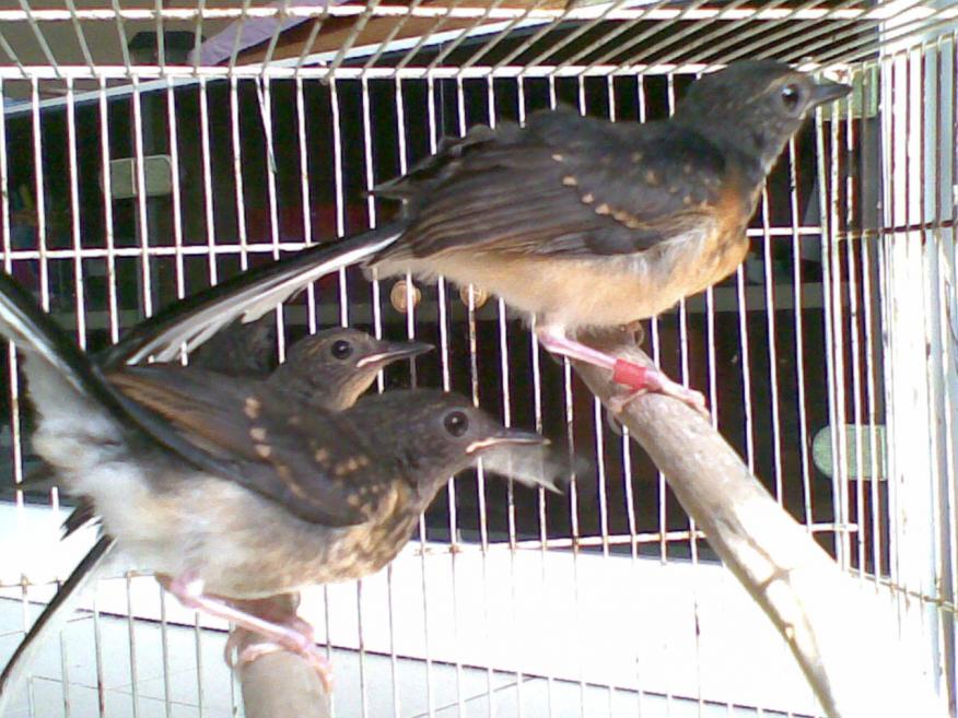 Harga Jual Burung Anakan Murai Batu Medan Update Terbaru 