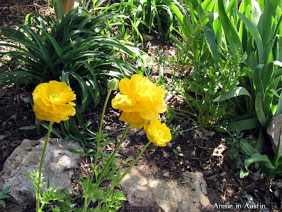 Annieinaustin, yellow ranunculus