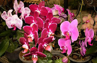 Orhidee phalaenopsis