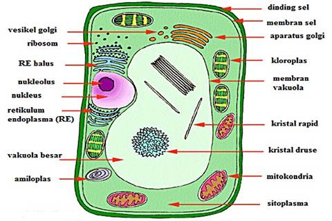 Struktur Sel  Tumbuhan dan Sel  Hewan  Biologi Kelas XI IPA 