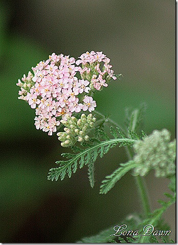 Achillea_Cerise