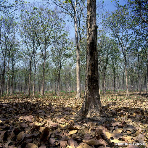 Persebaran Flora dan Fauna Indonesia  Azanul Ahyan