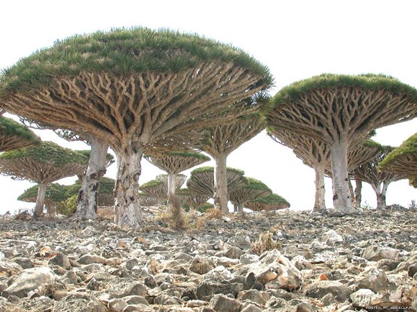 [Socotra_20090119-001.jpg]