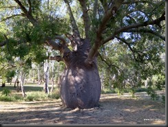 180513 033 The Biggest Bottle Tree Roma