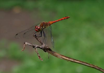 red dragonfly