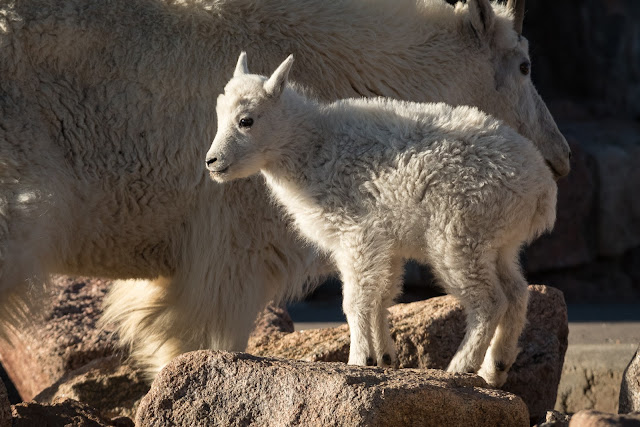 Mountain Goat, Mount Evans