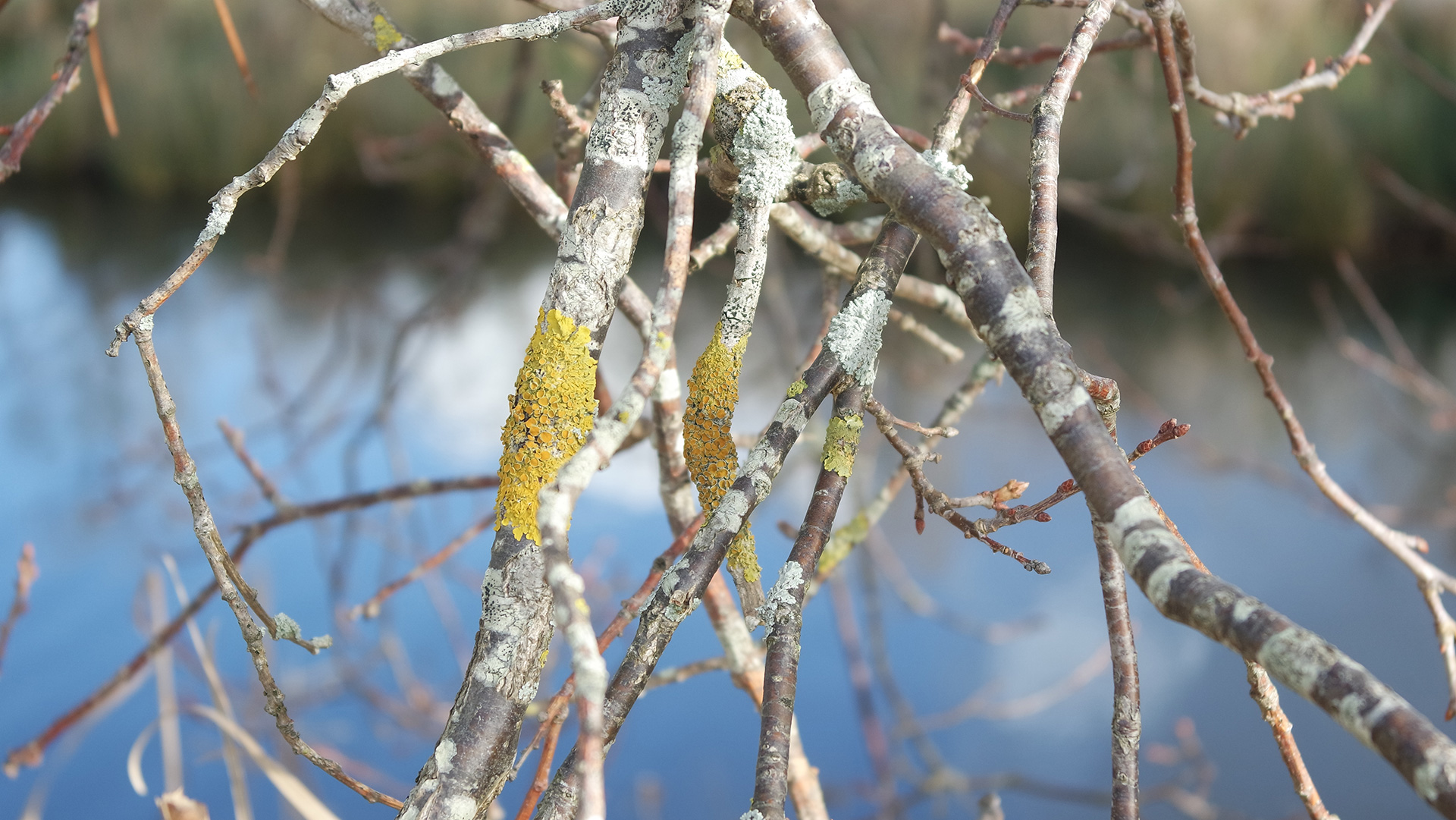 tree branches