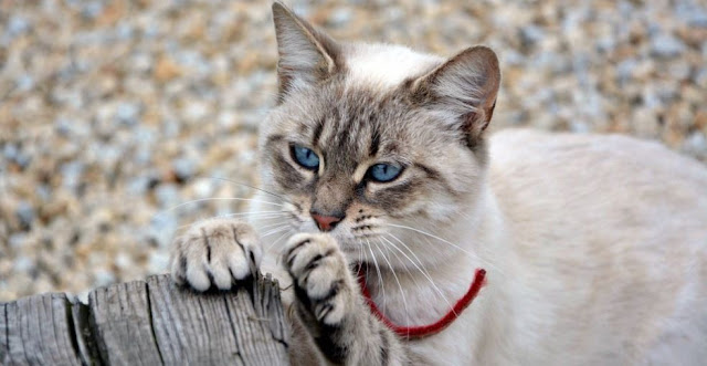 Cat Declawing Banned In California