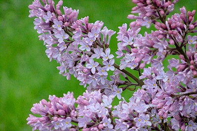 DSCF2387_lilacs[1]