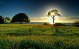 Grass Wallpapers Widescreen