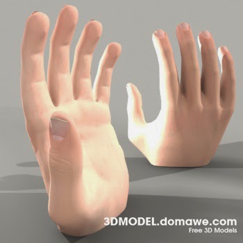 Domawenet Human Hand Free 3d Model Anatomy - human hand 3d model free download