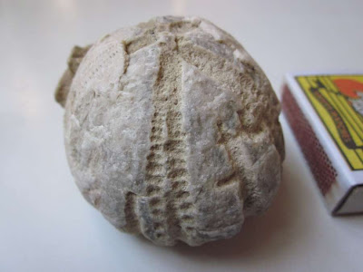 FOSSIL SEA URCHIL / ECHINOID