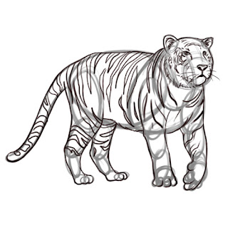 How to draw a Tiger - step 6