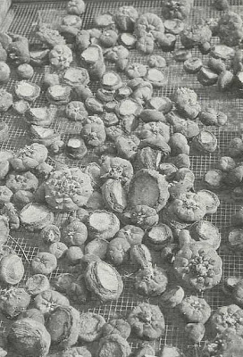 Fig. 6 - Freshly harvested peyote tops that are being dried for sale to Native Americans