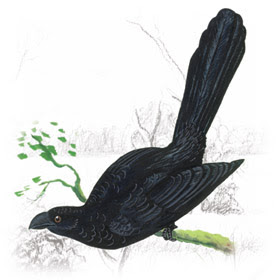 Anu Preto (Crotophaga ani) 