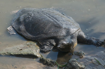 Nile Softshell Turtle (Trionyx triunguis) 