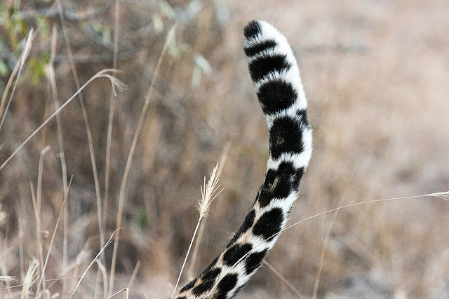 leopardo parco kruger sud africa safari