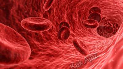 Pembahasan Biologi UN 2018 No. 11 - 15, sel darah merah, eritrosit