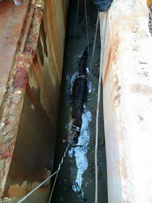 Stunning 20 Feet Crocodile Dies After Fire Fighters Fought  For 10 Hours To Rescue It