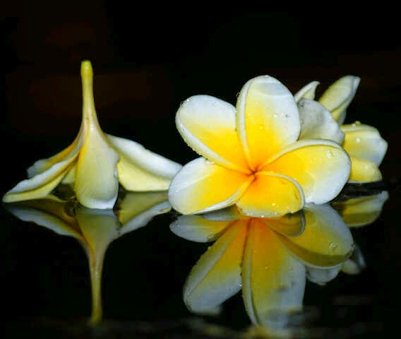 7 Manfaat Bunga  Kamboja  Untuk  Kesehatan dan Kecantikan 