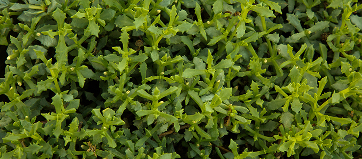 Some of the best ground cover plants include ice plant