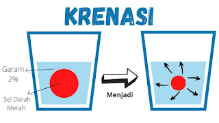 osmosis, krenasi, kriput