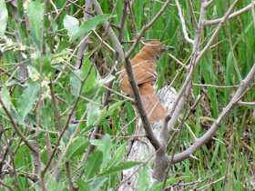 brown thrasher