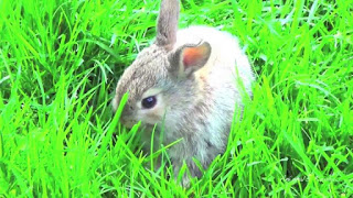 rumput hay untuk kelinci