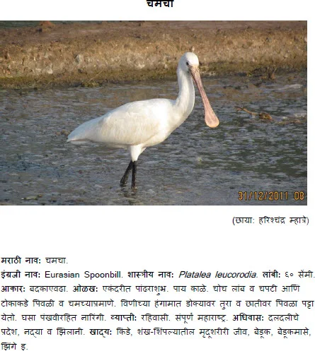 Eurasian Spoonbill chamacha bird information in marathi