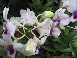 Orchids, National Orchid Garden, Singapore