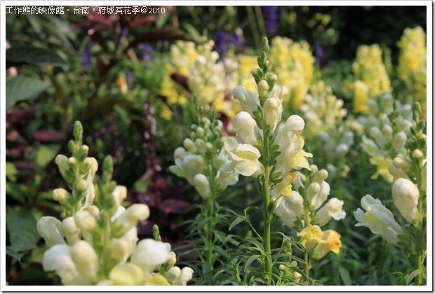 Tainan_Park_flower36