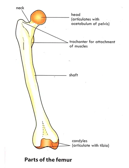 Structure of skeleton of the lower Limbs