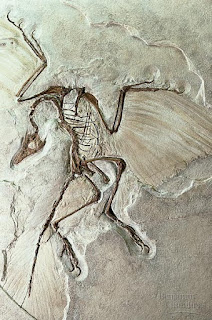 fossil Archaeropteryx