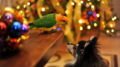parrot with dog